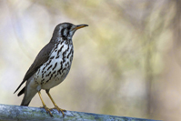 Psophocichla litsitsirupa